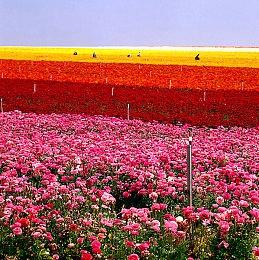 《猴子桶战》Steam版9＆26推出 此前已登陆NS＆Epic